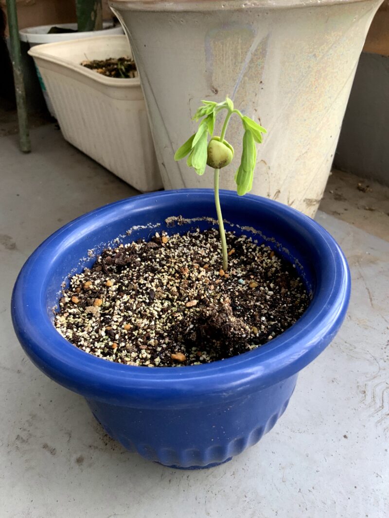 タマリンドの芽